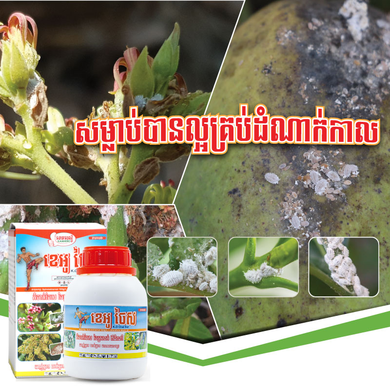 WEBSIDE-PRODUCT-CHAISOR